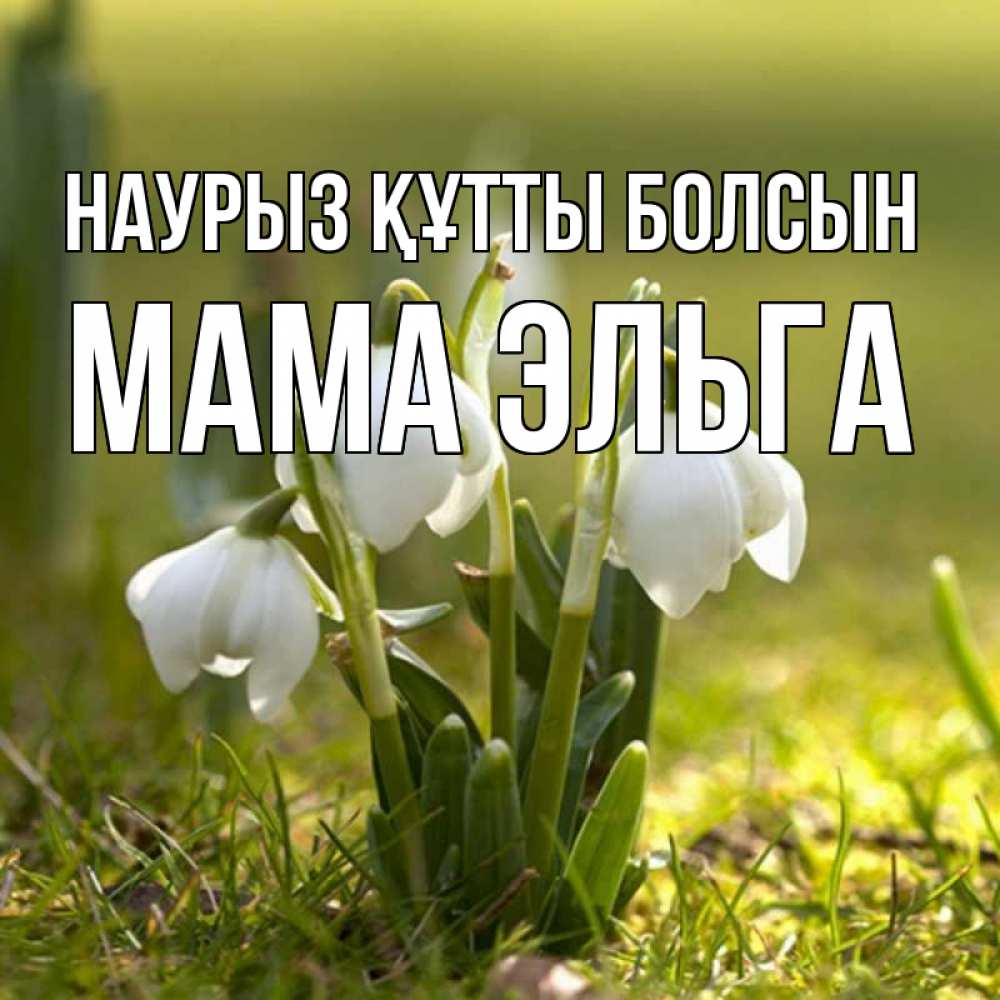 Открытка на каждый день с именем, Мама-Эльга Наурыз құтты болсын ранние цветы 2 Прикольная открытка с пожеланием онлайн скачать бесплатно 