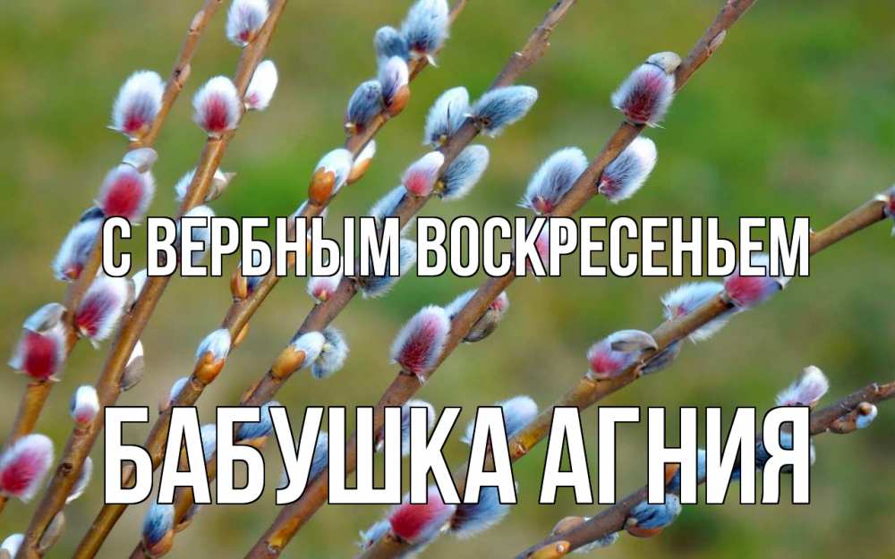 Открытка на каждый день с именем, Бабушка-Агния С вербным воскресеньем верба Прикольная открытка с пожеланием онлайн скачать бесплатно 