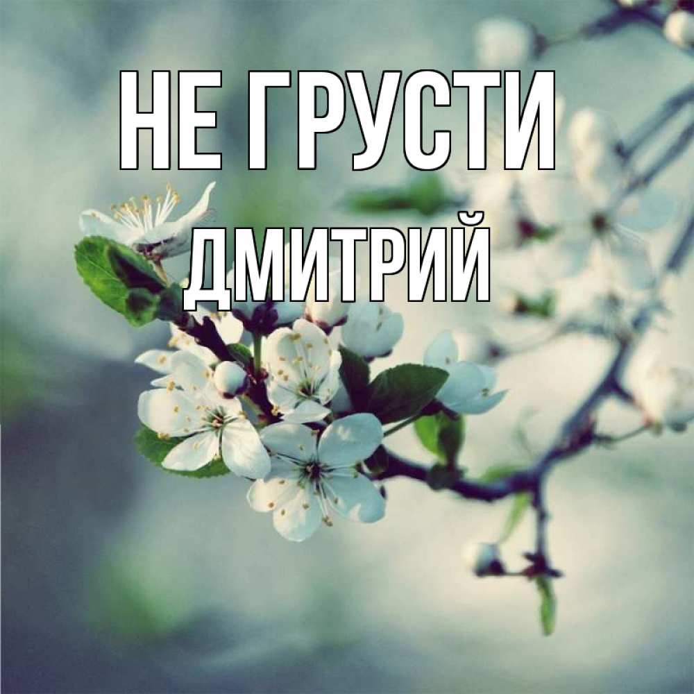 Открытка на каждый день с именем, Дмитрий Не грусти яблоня в цвету 1 Прикольная открытка с пожеланием онлайн скачать бесплатно 