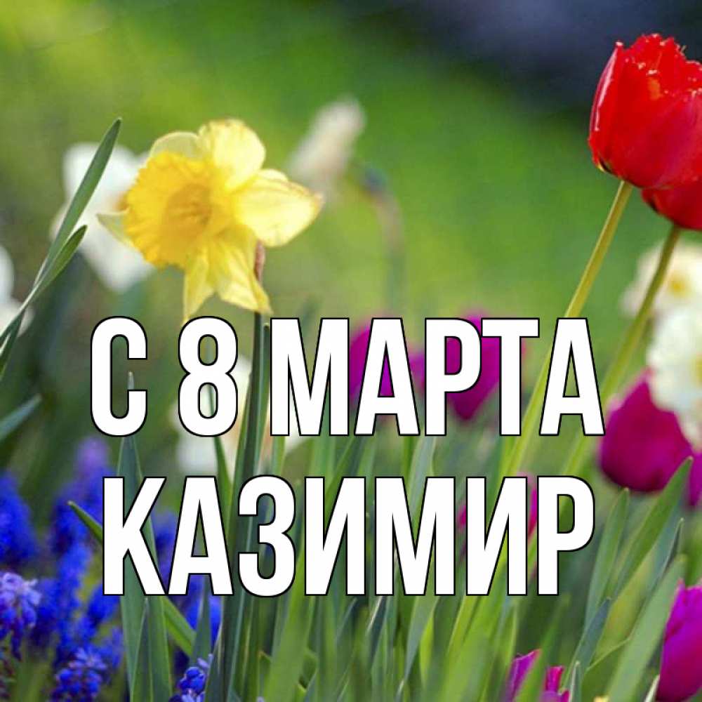 Открытка на каждый день с именем, Казимир С 8 МАРТА международный женский день 3 Прикольная открытка с пожеланием онлайн скачать бесплатно 