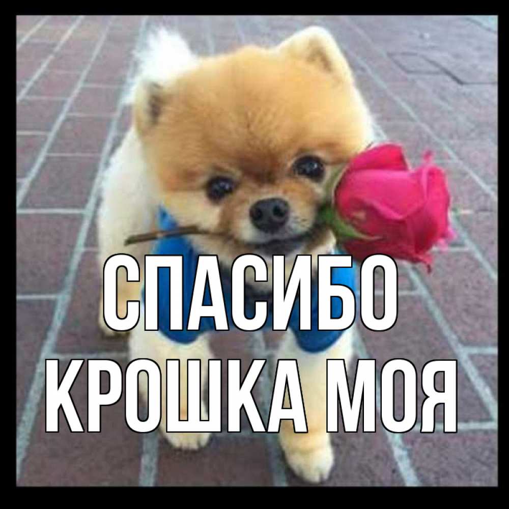 Спасибо Моя Крошка