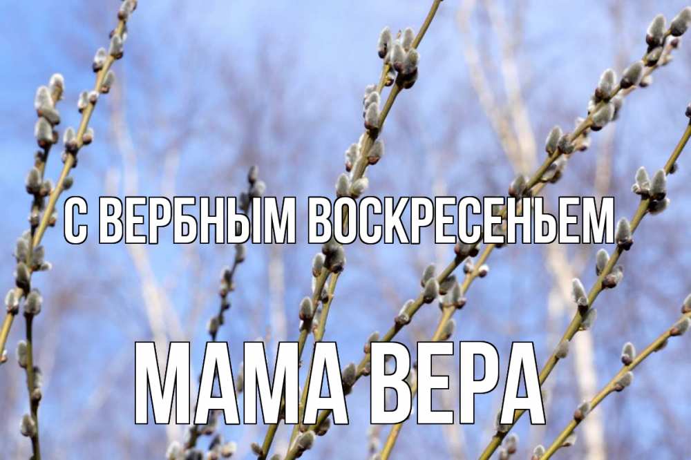 Открытка на каждый день с именем, Мама-Вера С вербным воскресеньем верба Прикольная открытка с пожеланием онлайн скачать бесплатно 