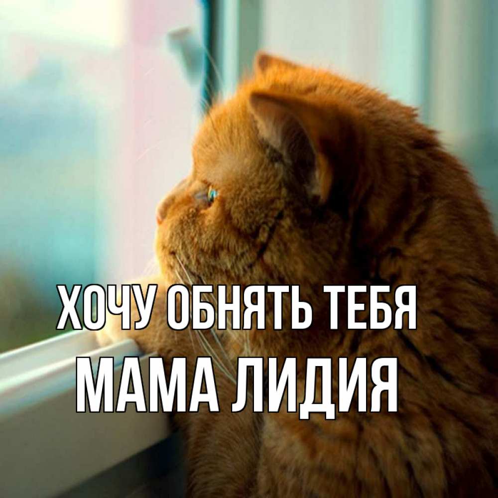 Открытка на каждый день с именем, Мама-Лидия Хочу обнять тебя большой огромный рыжий котяра Прикольная открытка с пожеланием онлайн скачать бесплатно 