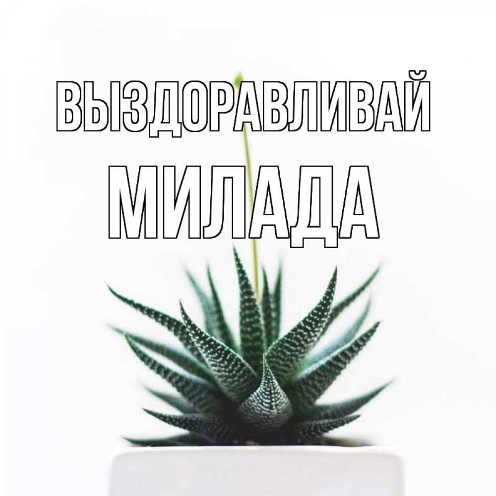 Открытка на каждый день с именем, Милада Выздоравливай короче это непонятная колючка Прикольная открытка с пожеланием онлайн скачать бесплатно 