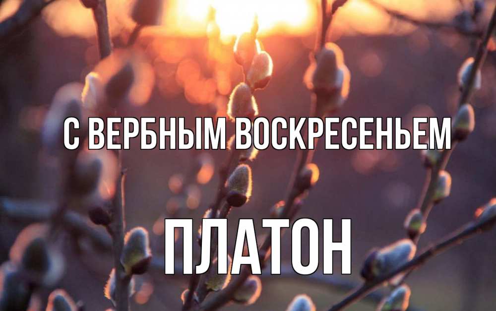 Открытка на каждый день с именем, Платон С вербным воскресеньем верба Прикольная открытка с пожеланием онлайн скачать бесплатно 