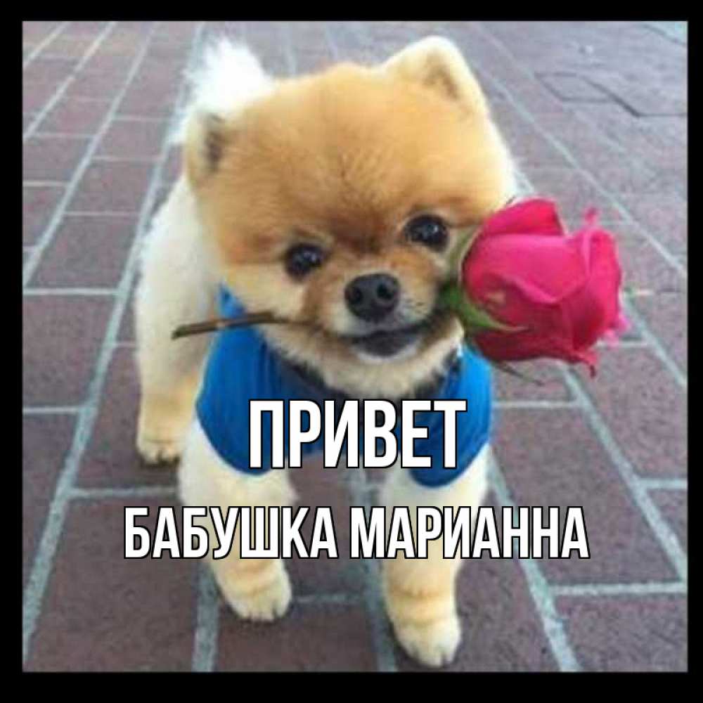 Открытка на каждый день с именем, Бабушка-Марианна Привет роза в зубах у собаки Прикольная открытка с пожеланием онлайн скачать бесплатно 