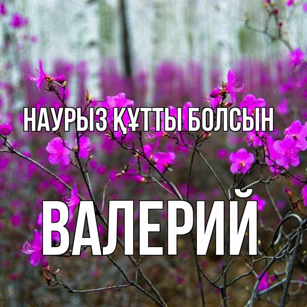 Открытка на каждый день с именем, Валерий Наурыз құтты болсын дикие цветы Прикольная открытка с пожеланием онлайн скачать бесплатно 