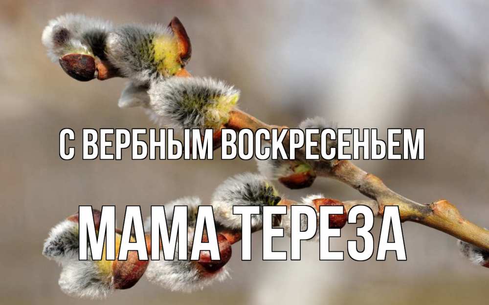 Открытка на каждый день с именем, Мама-Тереза С вербным воскресеньем Верба Прикольная открытка с пожеланием онлайн скачать бесплатно 
