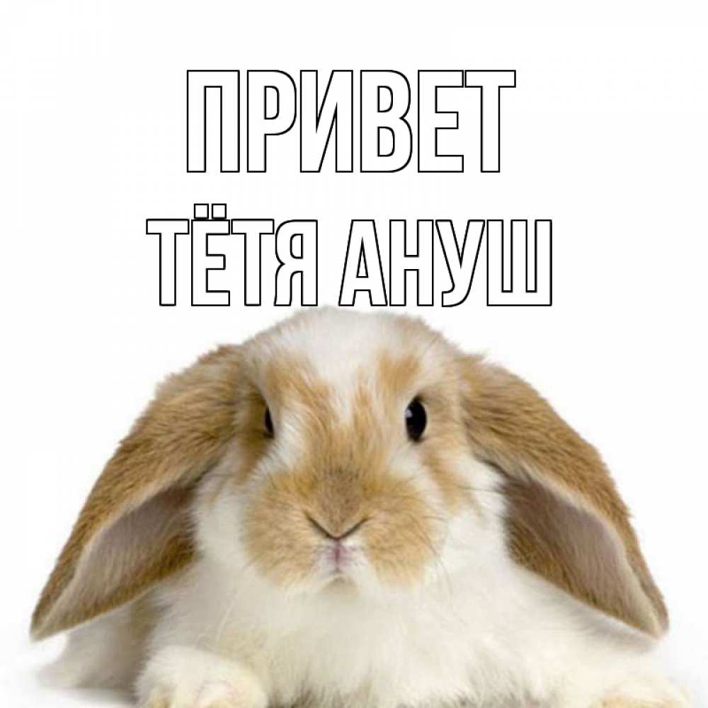 Открытка на каждый день с именем, Тётя-Ануш Привет с животными Прикольная открытка с пожеланием онлайн скачать бесплатно 