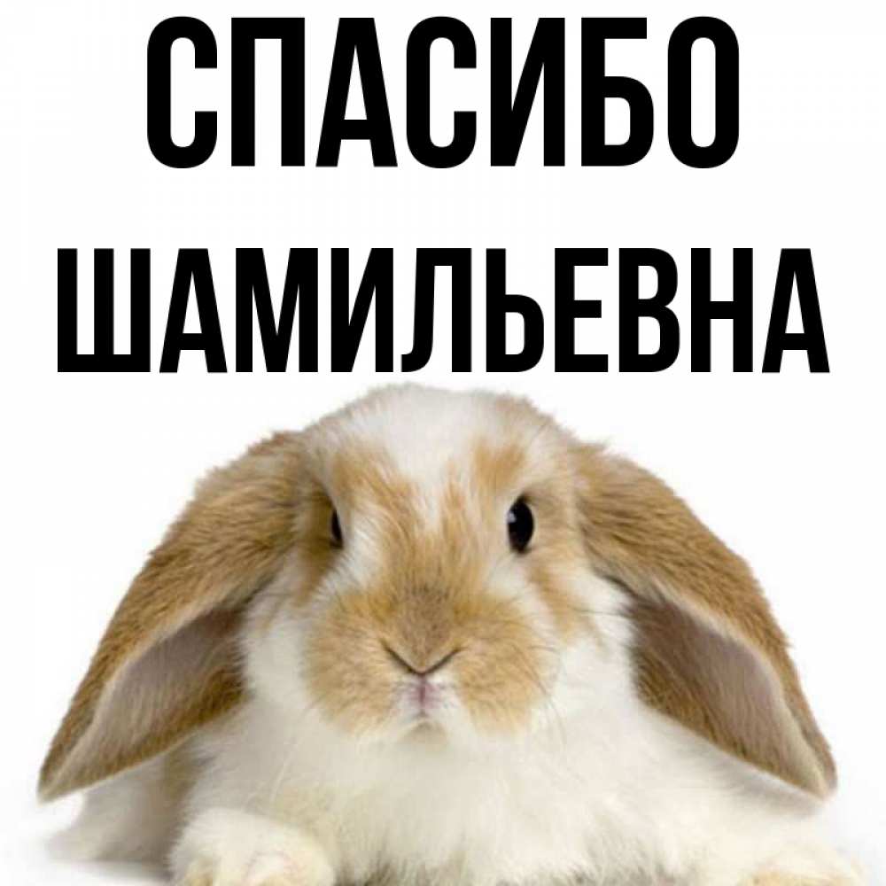 Открытка на каждый день с именем, Шамильевна Спасибо коричнево белый заяц Прикольная открытка с пожеланием онлайн скачать бесплатно 