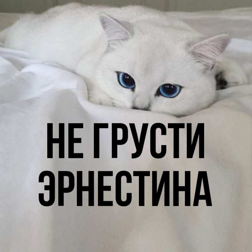 Открытка на каждый день с именем, Эрнестина Не грусти Голубоглазая кошка Прикольная открытка с пожеланием онлайн скачать бесплатно 