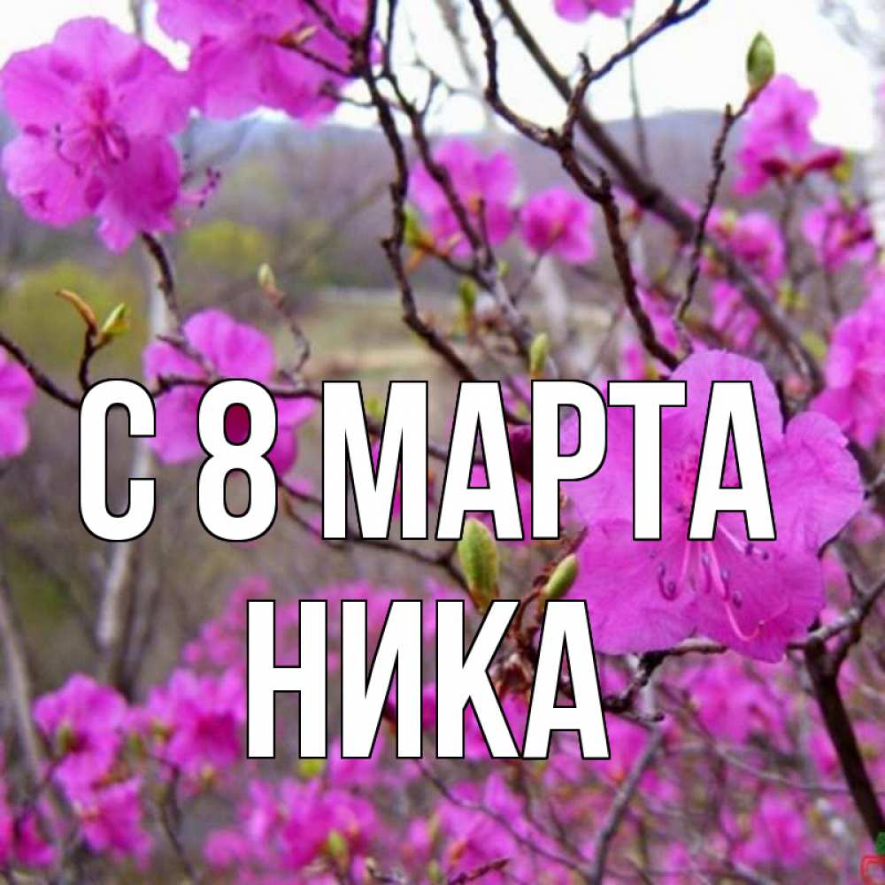 Открытка на каждый день с именем, Ника С 8 МАРТА международный женский день Прикольная открытка с пожеланием онлайн скачать бесплатно 