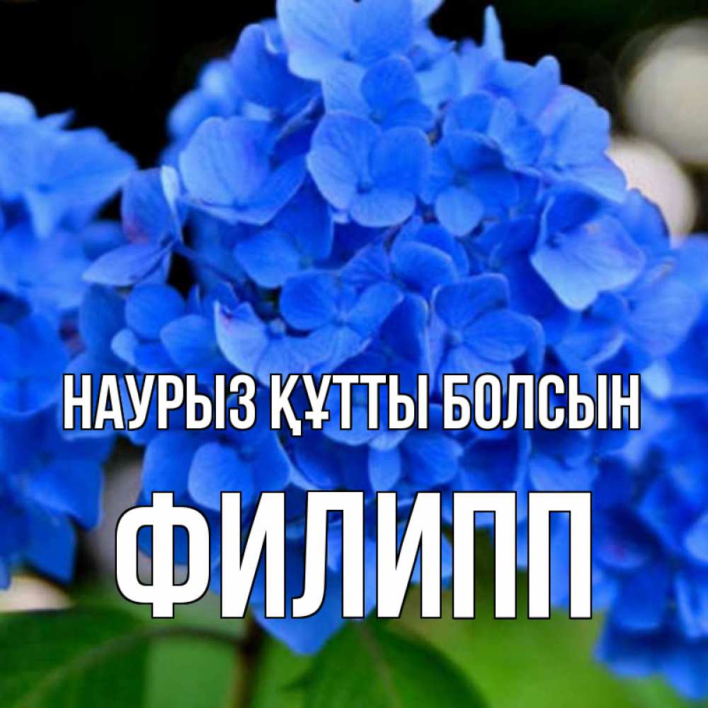 Открытка на каждый день с именем, Филипп Наурыз құтты болсын синие цветы Прикольная открытка с пожеланием онлайн скачать бесплатно 