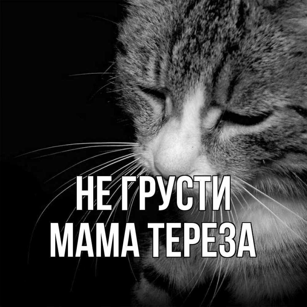 Открытка на каждый день с именем, Мама-Тереза Не грусти грустный котик Прикольная открытка с пожеланием онлайн скачать бесплатно 