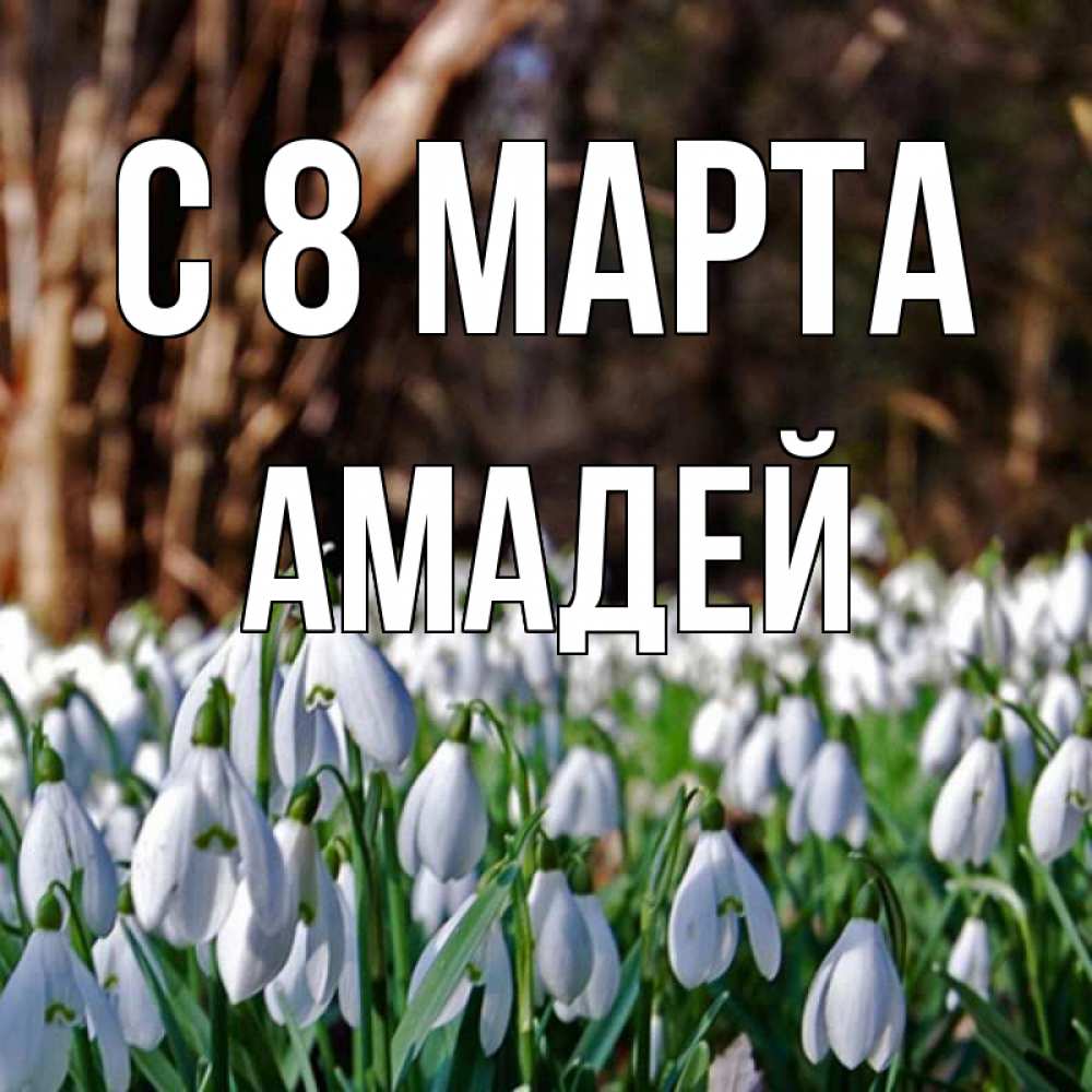 Открытка на каждый день с именем, Амадей С 8 МАРТА с подснежниками 1 Прикольная открытка с пожеланием онлайн скачать бесплатно 