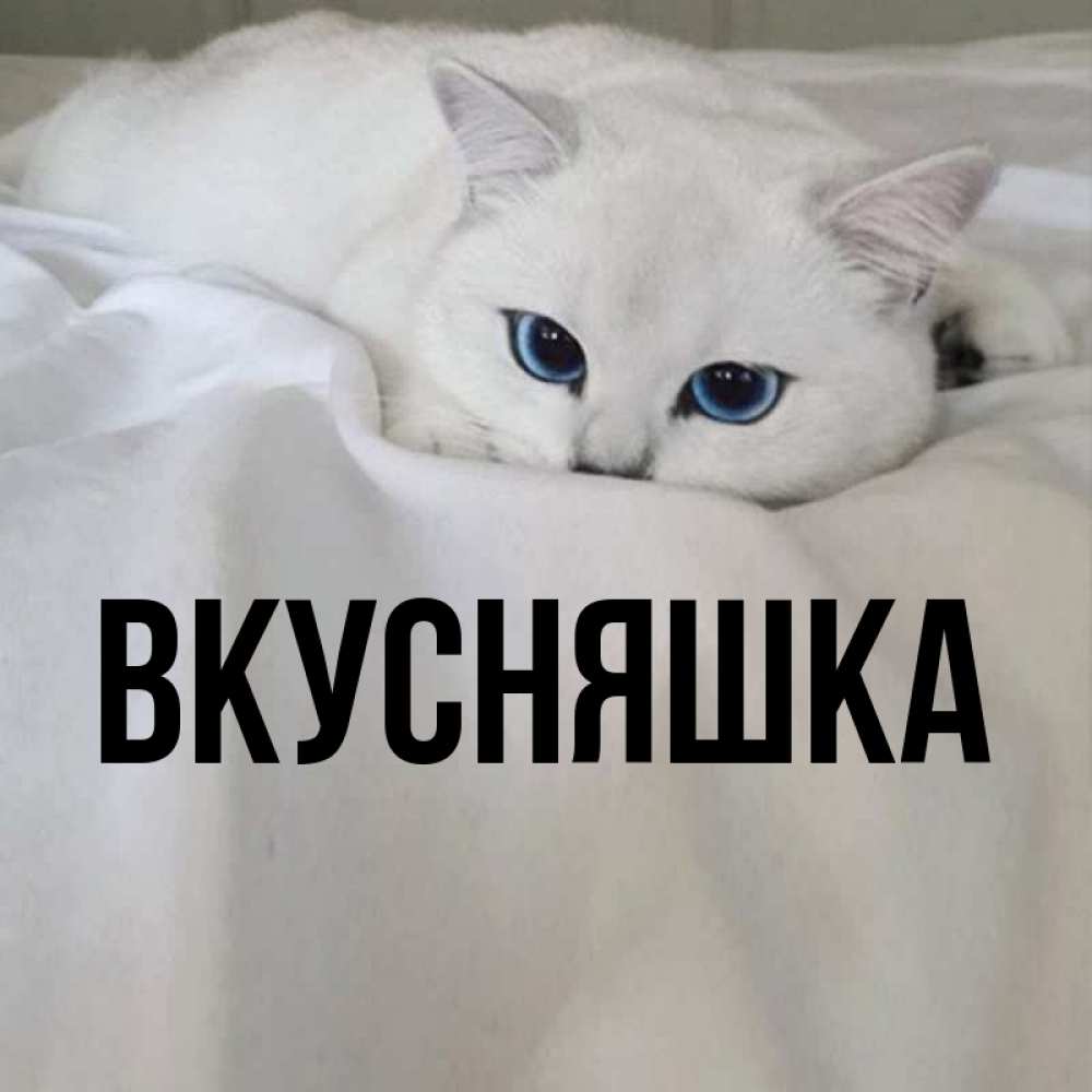 Открытка на каждый день с именем, Вкусняшка Главная Голубоглазая кошка Прикольная открытка с пожеланием онлайн скачать бесплатно 