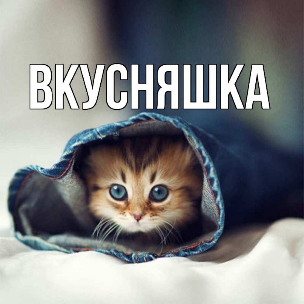 Открытка на каждый день с именем, Вкусняшка Главная кот в одежде Прикольная открытка с пожеланием онлайн скачать бесплатно 