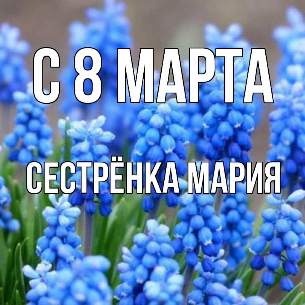Открытка на каждый день с именем, Сестрёнка-Мария С 8 МАРТА Поздравительная открытка для женщин с цветами на праздничную дату Прикольная открытка с пожеланием онлайн скачать бесплатно 