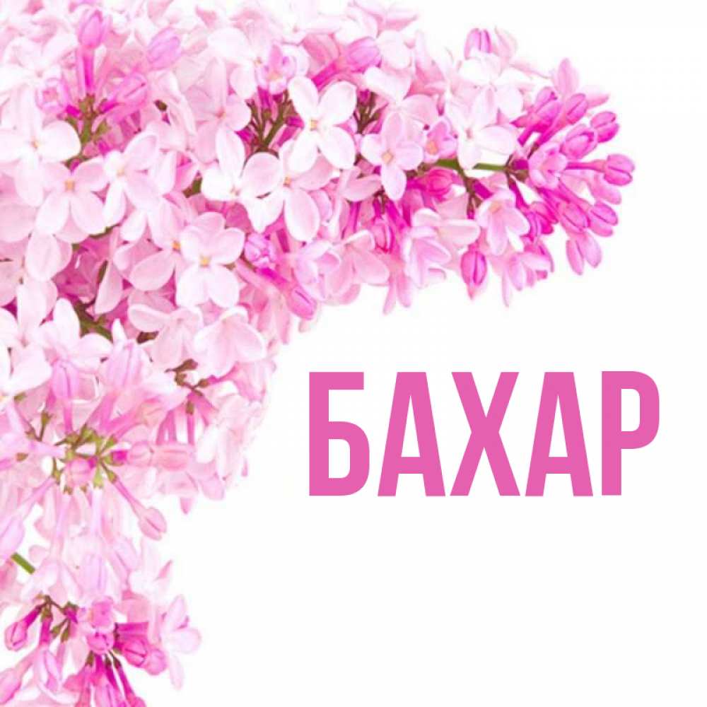 Открытка на каждый день с именем, Бахар Главная Сирень на белом фоне Прикольная открытка с пожеланием онлайн скачать бесплатно 