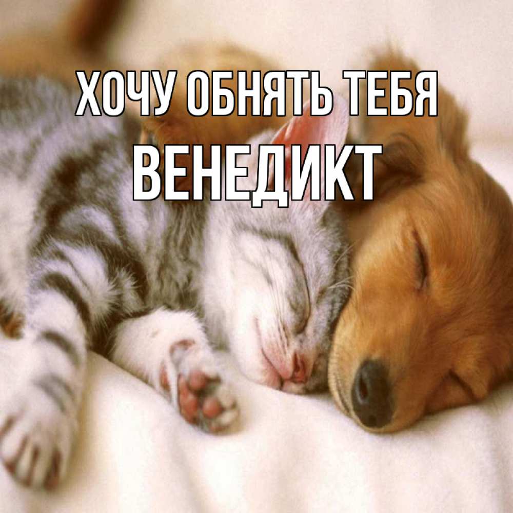 Открытка на каждый день с именем, Венедикт Хочу обнять тебя пес и котенок Прикольная открытка с пожеланием онлайн скачать бесплатно 