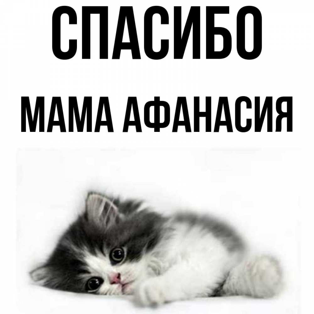 Открытка на каждый день с именем, Мама-Афанасия Спасибо черный и белый кот Прикольная открытка с пожеланием онлайн скачать бесплатно 