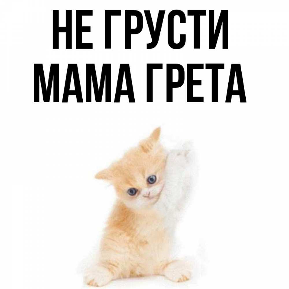 Открытка на каждый день с именем, Мама-Грета Не грусти просящий кот Прикольная открытка с пожеланием онлайн скачать бесплатно 