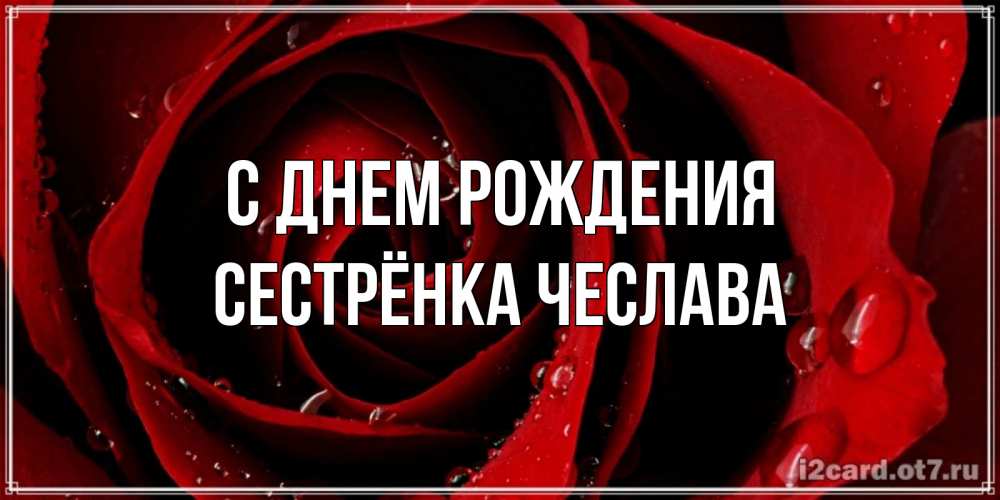 Открытка на каждый день с именем, Сестрёнка-Чеслава С днем рождения крупная бордовая роза Прикольная открытка с пожеланием онлайн скачать бесплатно 