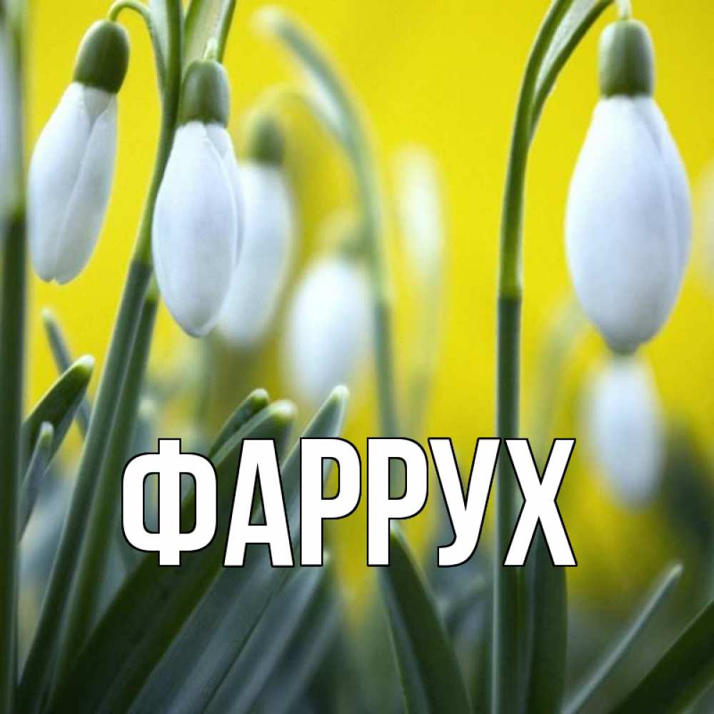 Открытка на каждый день с именем, Фаррух Главная весенние цветы Прикольная открытка с пожеланием онлайн скачать бесплатно 