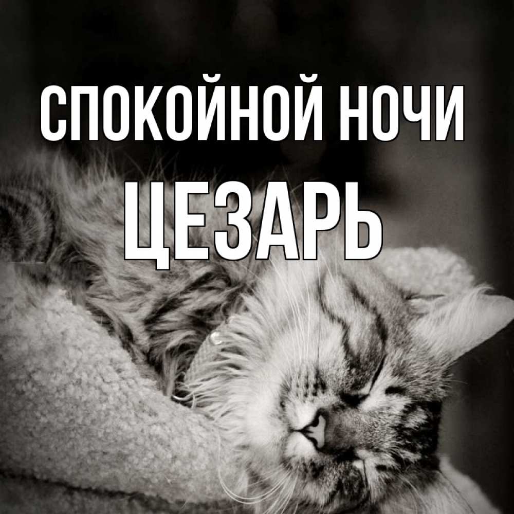 Открытка на каждый день с именем, Цезарь Спокойной ночи котярик пушистый Прикольная открытка с пожеланием онлайн скачать бесплатно 
