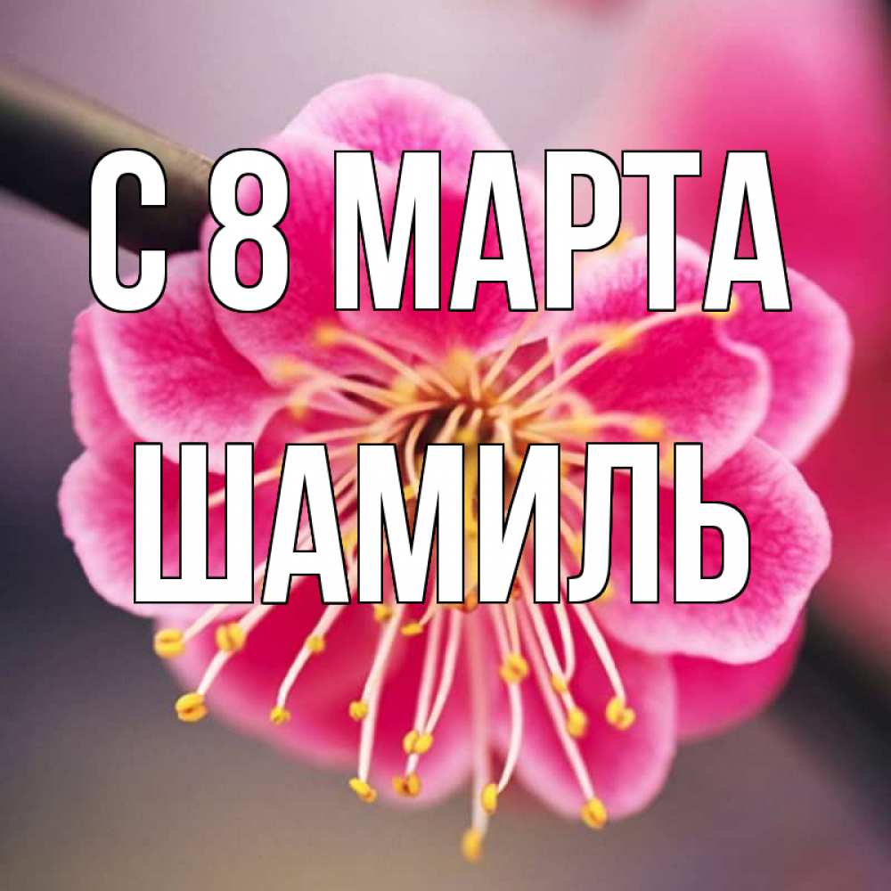 Открытка на каждый день с именем, Шамиль С 8 МАРТА цветы Прикольная открытка с пожеланием онлайн скачать бесплатно 