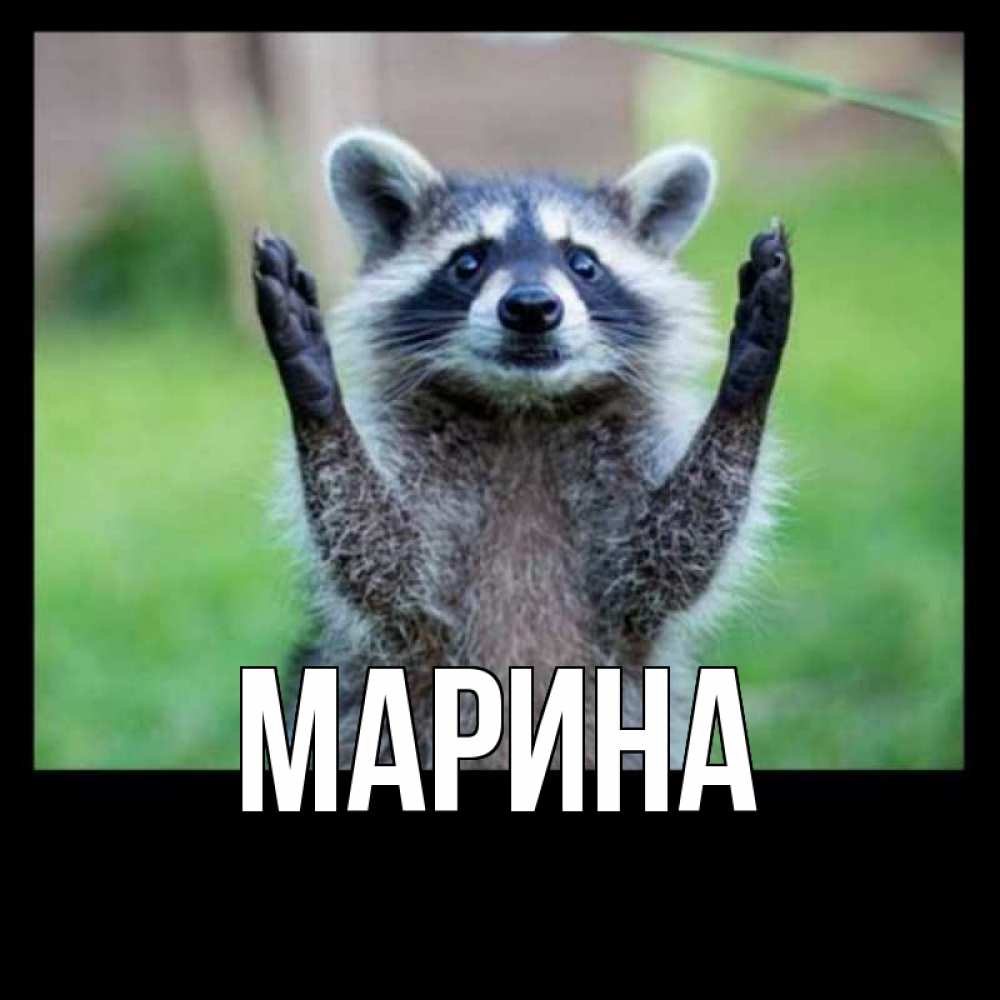 Открытка на каждый день с именем, Марина Главная милые животные Прикольная открытка с пожеланием онлайн скачать бесплатно 