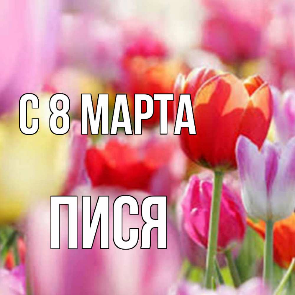 Картинка С 8 МАРТА, Пися