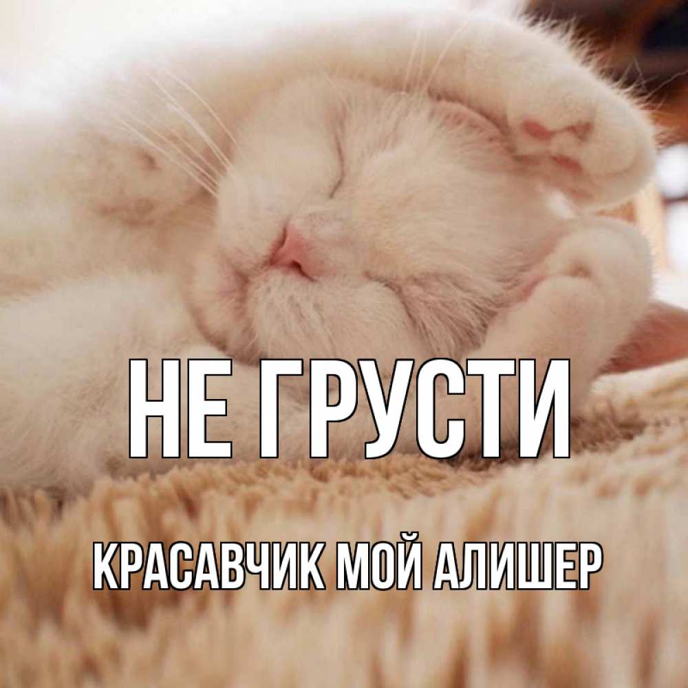 Котик мой сладкий картинки