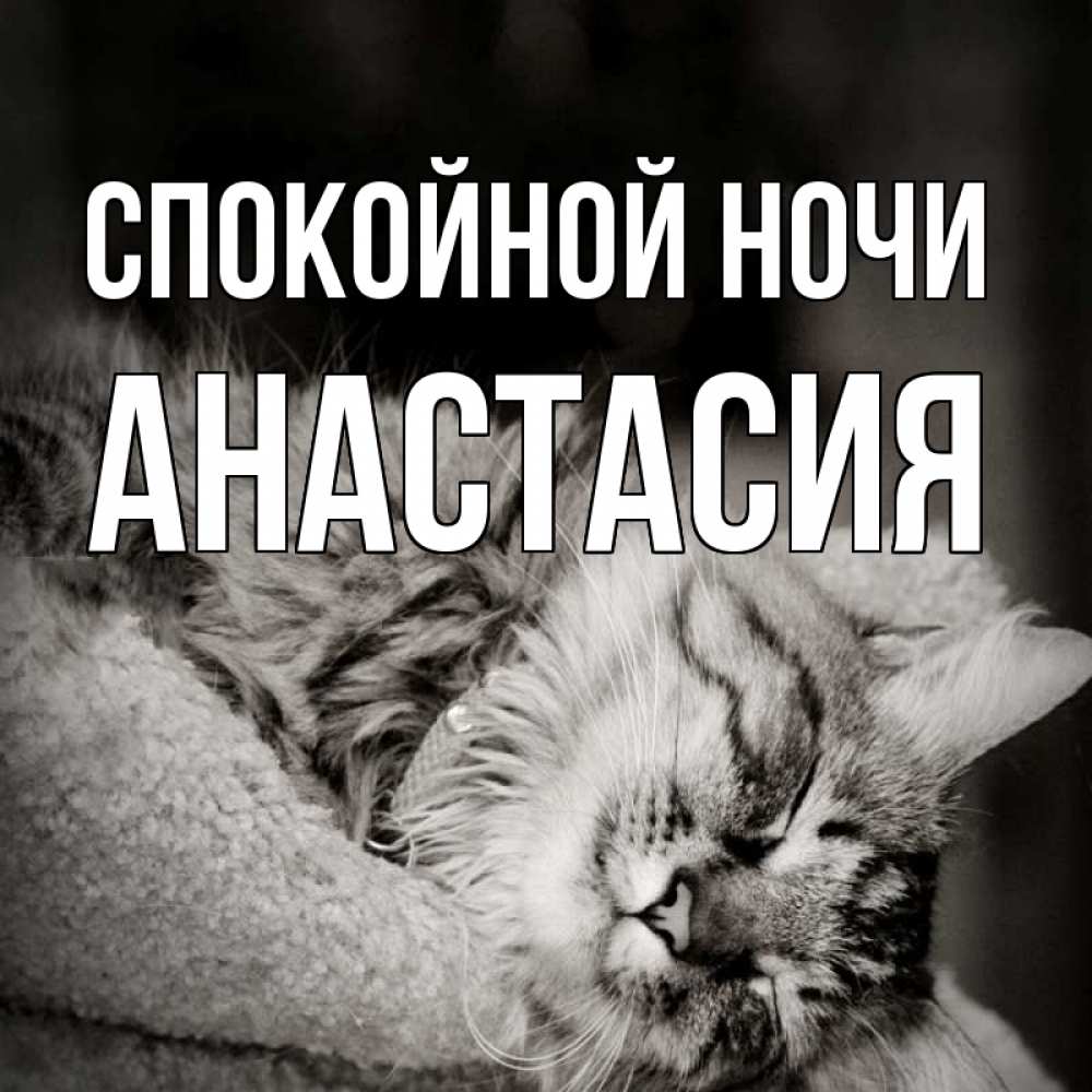 Открытка на каждый день с именем, Анастасия Спокойной ночи котярик пушистый Прикольная открытка с пожеланием онлайн скачать бесплатно 