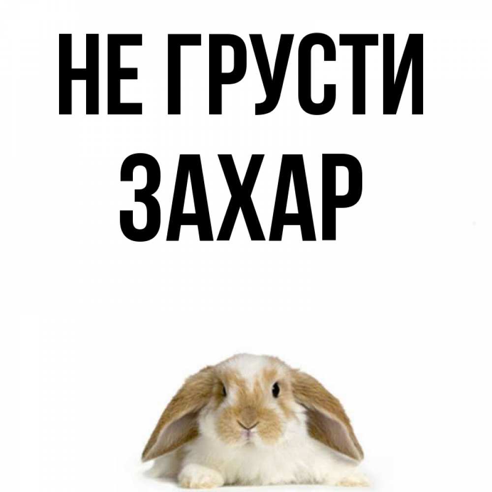 Открытка на каждый день с именем, Захар Не грусти коричнево белый заяц с большими ушками Прикольная открытка с пожеланием онлайн скачать бесплатно 