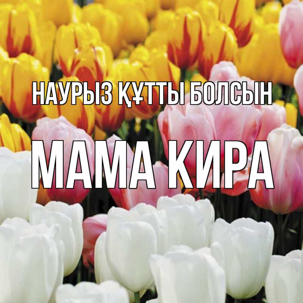 Открытка на каждый день с именем, Мама-Кира Наурыз құтты болсын разноцветные цветы Прикольная открытка с пожеланием онлайн скачать бесплатно 