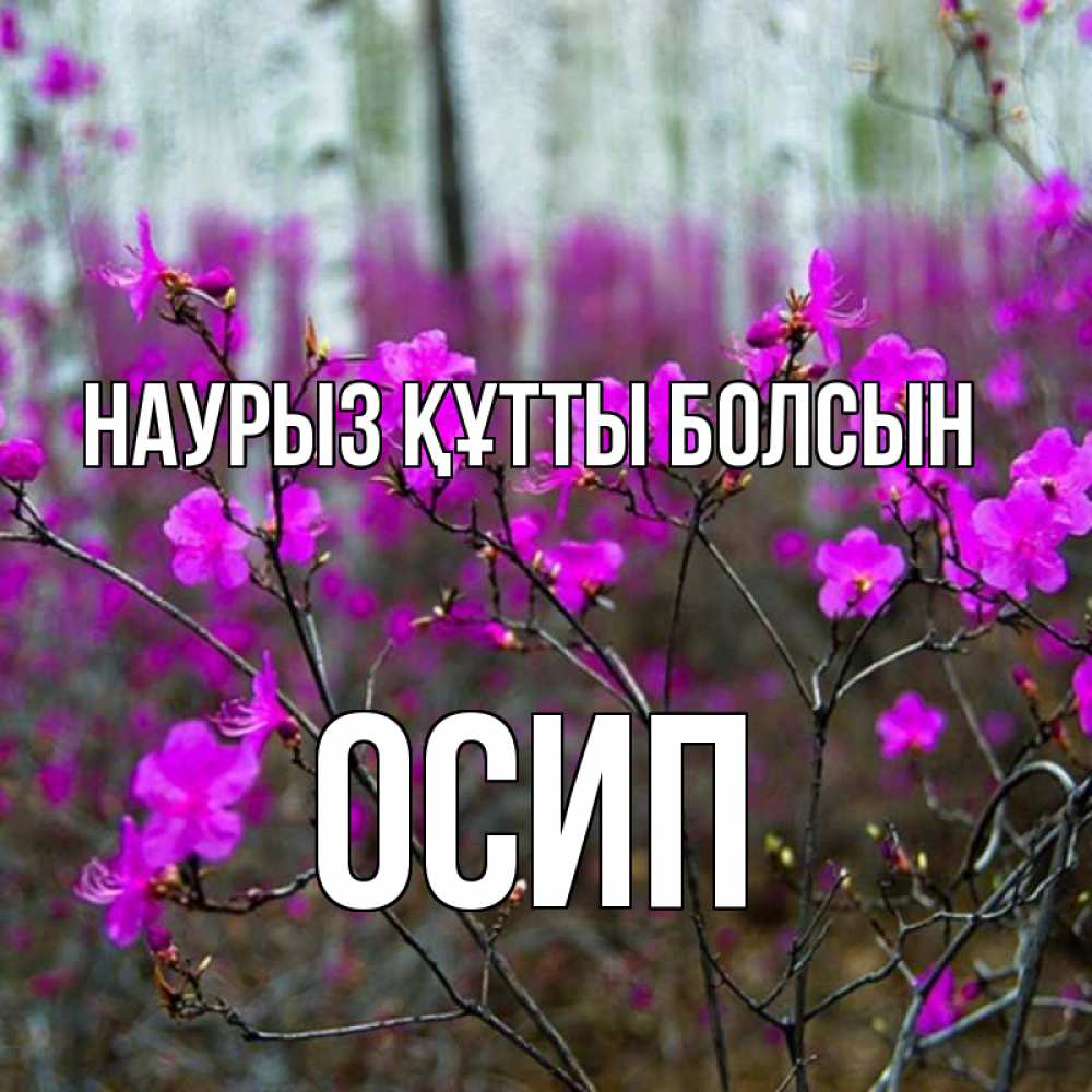 Открытка на каждый день с именем, Осип Наурыз құтты болсын дикие цветы Прикольная открытка с пожеланием онлайн скачать бесплатно 