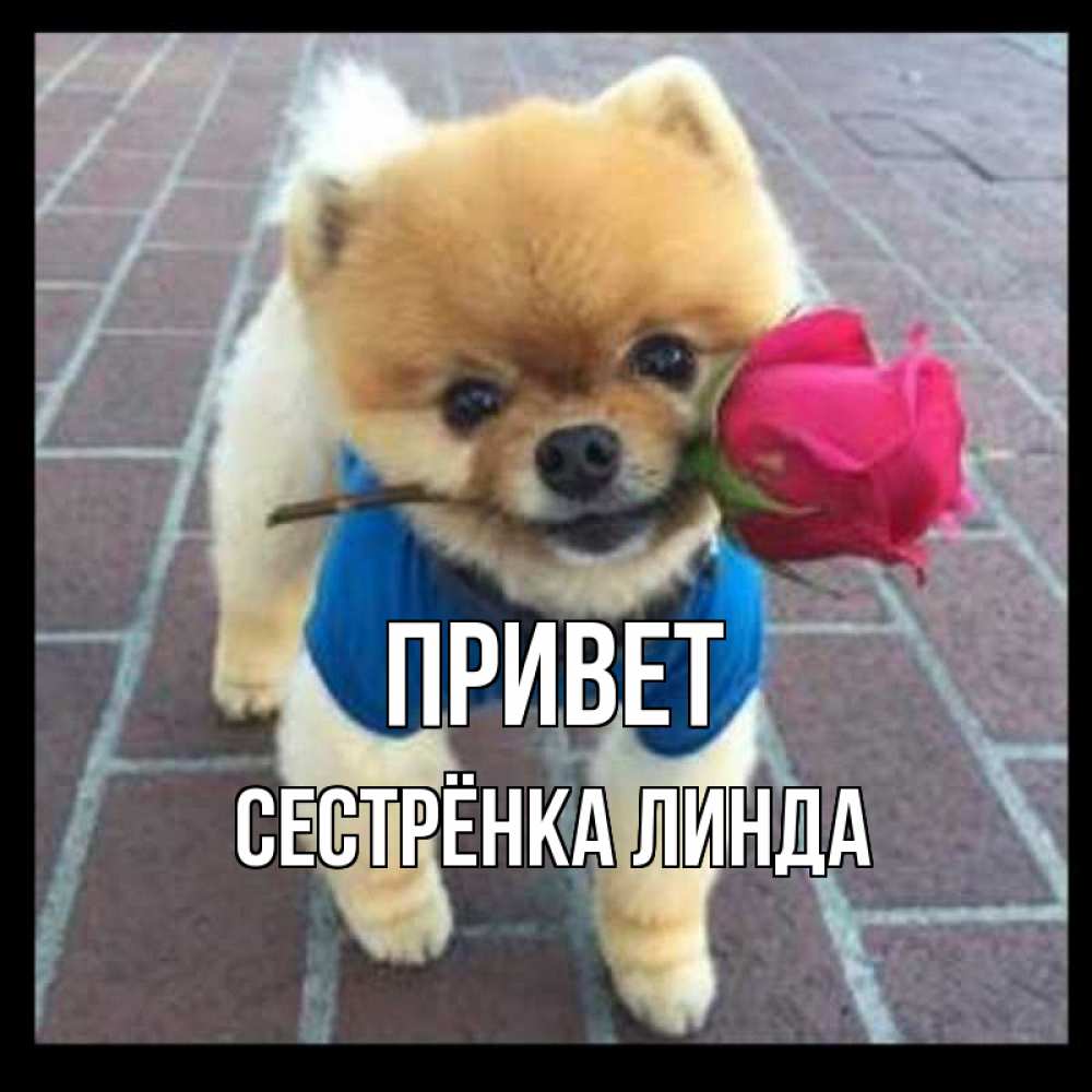 Открытка на каждый день с именем, Сестрёнка-Линда Привет роза в зубах у собаки Прикольная открытка с пожеланием онлайн скачать бесплатно 