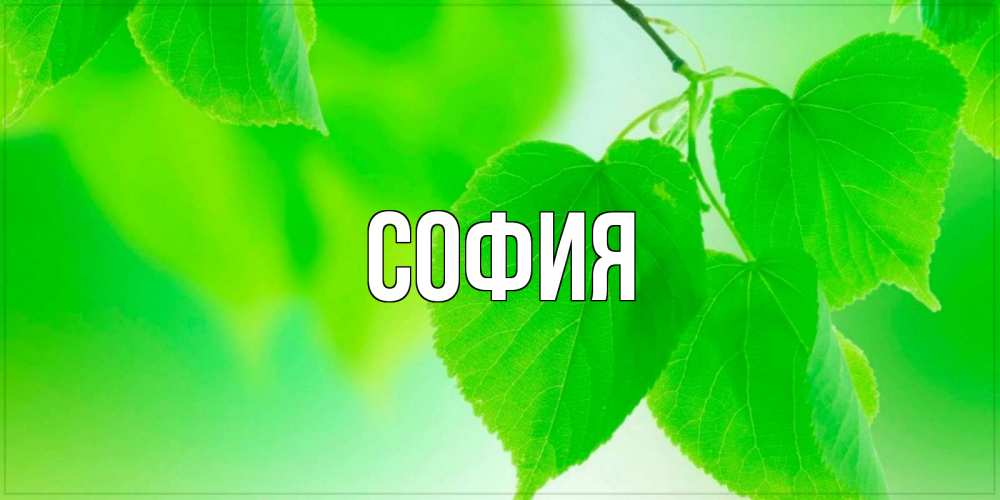 Открытка на каждый день с именем, София Главная доброе утро с березовыми листьями Прикольная открытка с пожеланием онлайн скачать бесплатно 