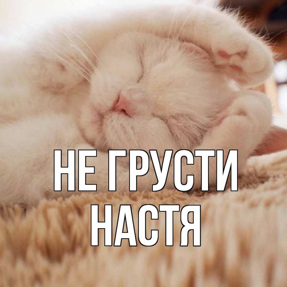 Открытка на каждый день с именем, настя Не грусти белый кот Прикольная открытка с пожеланием онлайн скачать бесплатно 