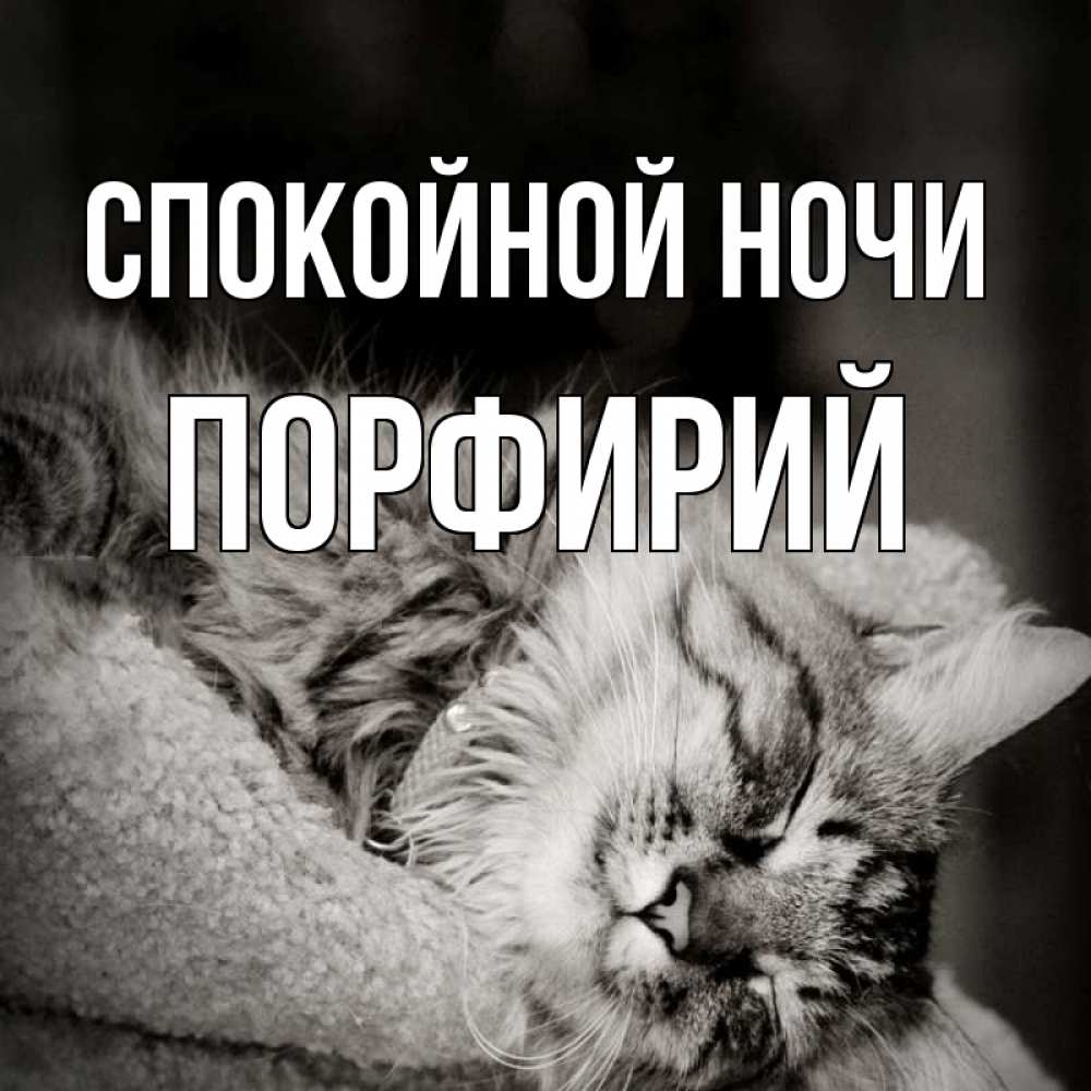 Открытка на каждый день с именем, Порфирий Спокойной ночи котярик пушистый Прикольная открытка с пожеланием онлайн скачать бесплатно 