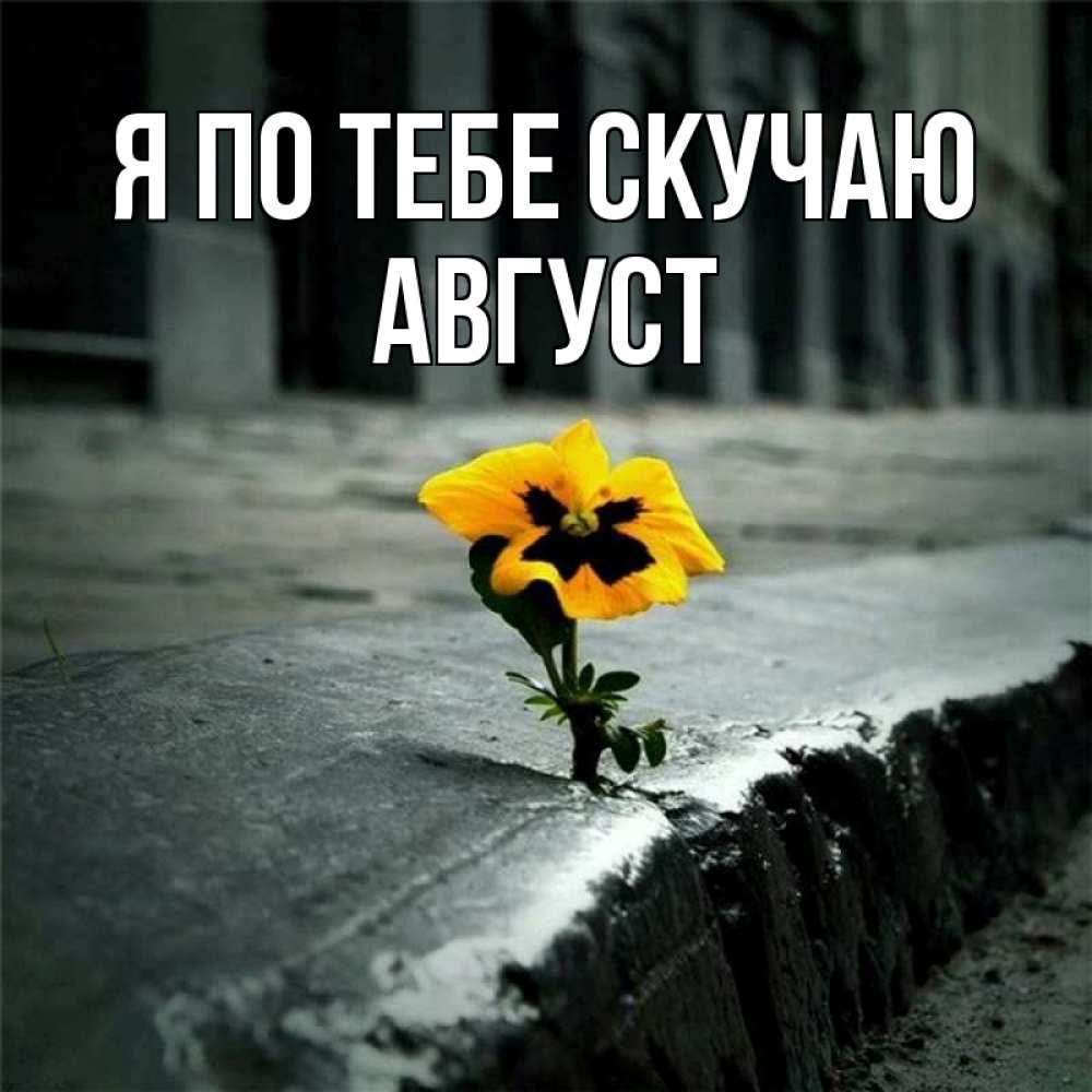 Открытка на каждый день с именем, Август Я по тебе скучаю надеюсь будет лучше Прикольная открытка с пожеланием онлайн скачать бесплатно 