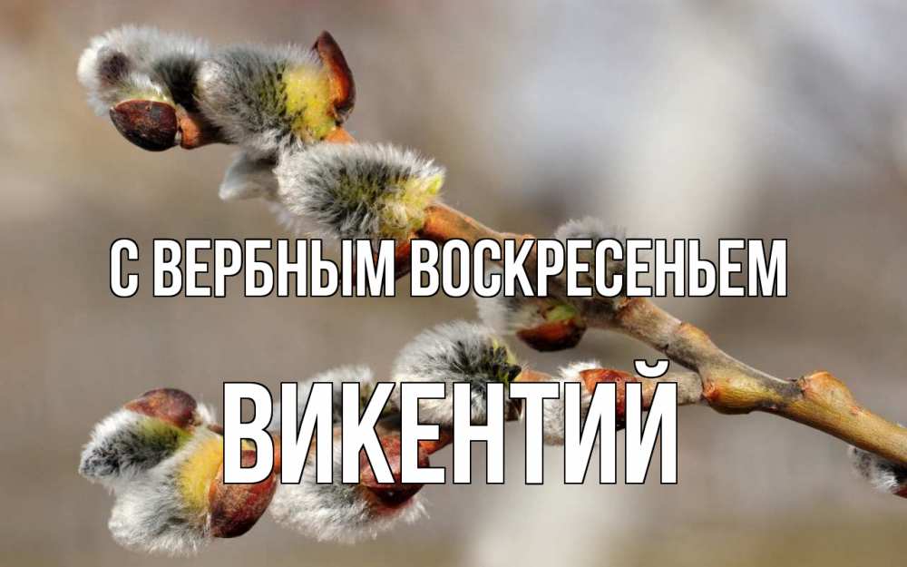 Открытка на каждый день с именем, Викентий С вербным воскресеньем Верба Прикольная открытка с пожеланием онлайн скачать бесплатно 