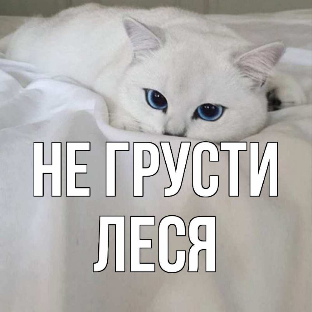 Открытка на каждый день с именем, Леся Не грусти белый кот с голубыми глазами на белоснежной кровати Прикольная открытка с пожеланием онлайн скачать бесплатно 