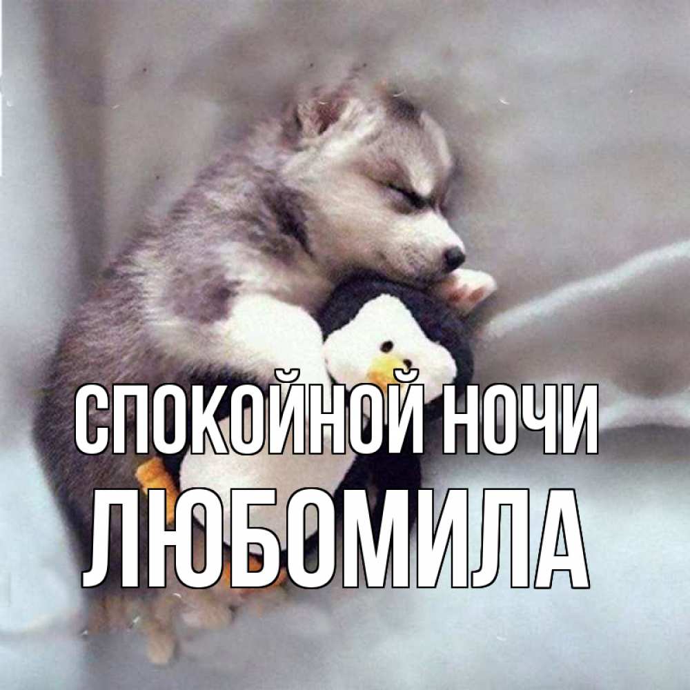 Открытка на каждый день с именем, Любомила Спокойной ночи обнимашки щенка и пингвина Прикольная открытка с пожеланием онлайн скачать бесплатно 