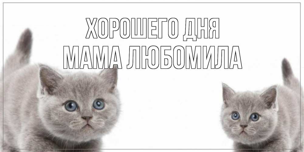 Открытка на каждый день с именем, Мама-Любомила Хорошего дня открытка с котами Прикольная открытка с пожеланием онлайн скачать бесплатно 