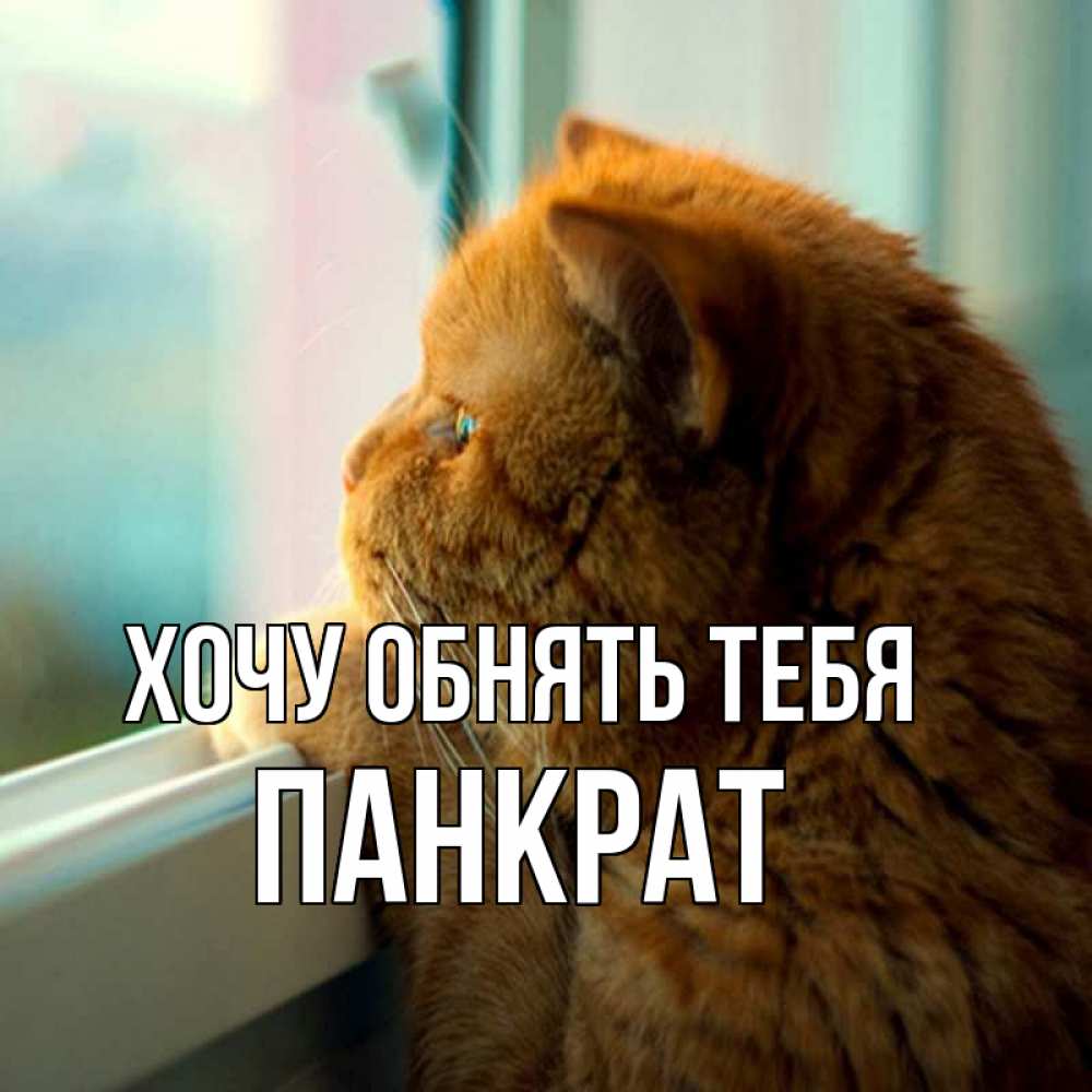Открытка на каждый день с именем, Панкрат Хочу обнять тебя большой огромный рыжий котяра Прикольная открытка с пожеланием онлайн скачать бесплатно 