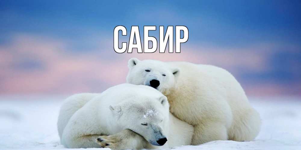 Открытка на каждый день с именем, Сабир Главная белые медведи спят в обнимку Прикольная открытка с пожеланием онлайн скачать бесплатно 