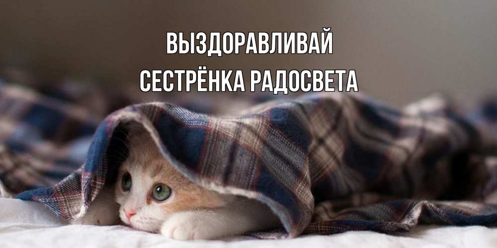 Открытка на каждый день с именем, Сестрёнка-Радосвета Выздоравливай не болейте с котиком Прикольная открытка с пожеланием онлайн скачать бесплатно 