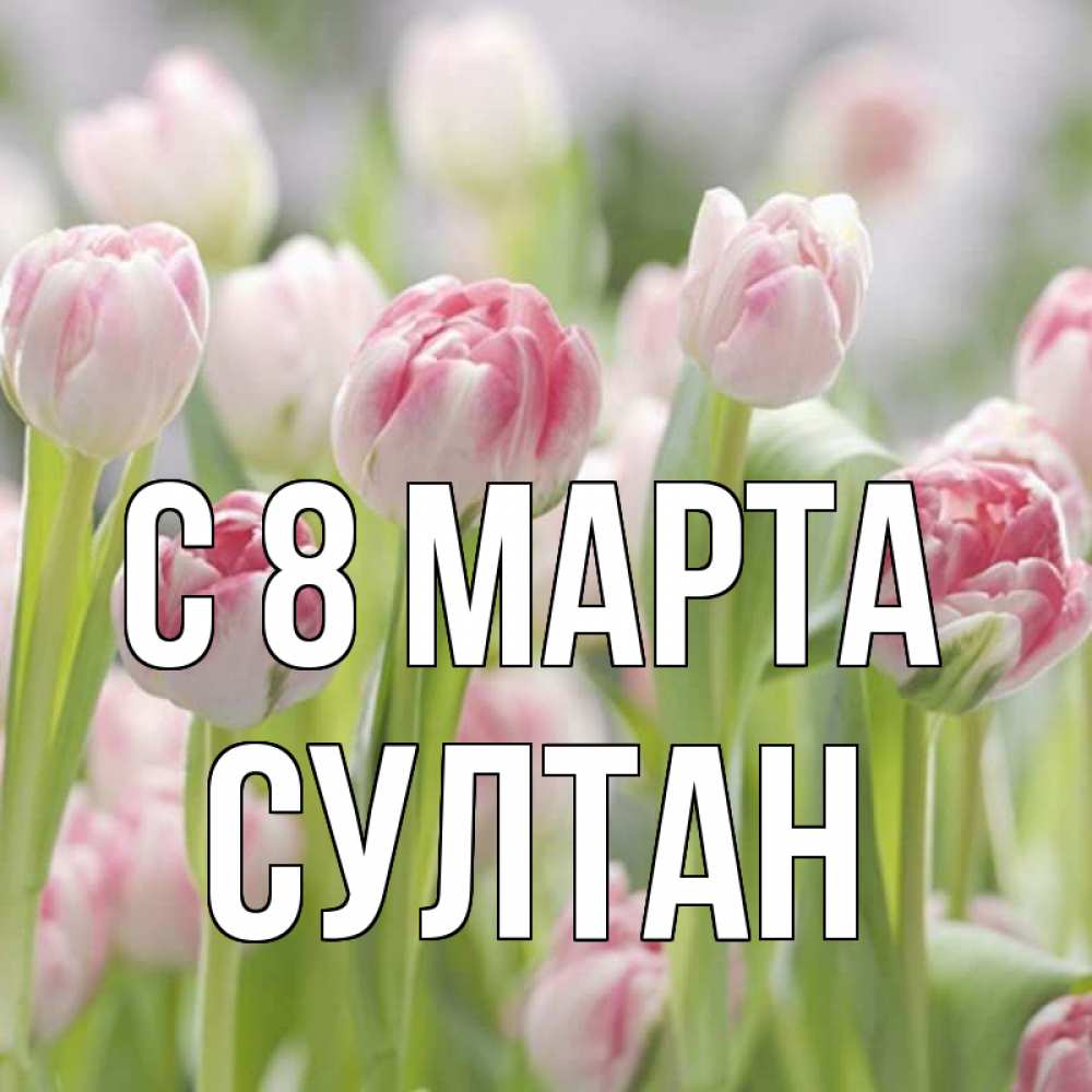 Открытка на каждый день с именем, Султан С 8 МАРТА цветы Прикольная открытка с пожеланием онлайн скачать бесплатно 